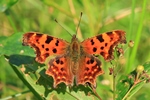 C-Falter (Polygonia c-album)