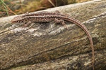 Zauneidechse (Lacerta agilis)