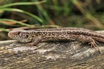 Zauneidechse (Lacerta agilis)