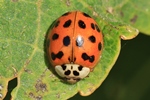 Asiatischer Marienk&auml;fer (Harmonia axyridis)