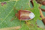 Ginster-Baumwanze (Piezodorus lituratus)