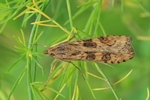 Wanderz&uuml;nsler (Nomophila noctuella)