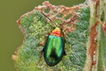 Weiden-Erdfloh (Crepidodera aurata)