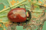 Gegl&auml;tteter Fallk&auml;fer (Chrysomela polita)