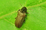Ohne deutschen Namen (Anobium costatum)