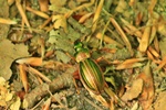 Goldlaufk&auml;fer (Carabus auratus)
