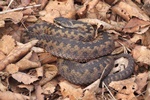 Kreuzotter (Vipera berus)
