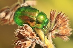 Minzeblattk&auml;fer (Chrysolina herbacea)