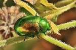 Minzeblattk&auml;fer (Chrysolina herbacea)