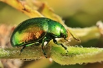 Minzeblattk&auml;fer (Chrysolina herbacea)