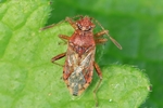 Ohne deutschen Namen (Rhopalus parumpunctatus)