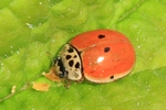 Zehnpunkt-Marienk&auml;fer (Adalia decempunctata)