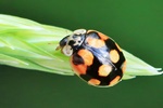 Zehnpunkt-Marienk&auml;fer (Adalia decempunctata)