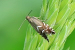 Ohne deutschen Namen (Glyphipterix simpliciella)