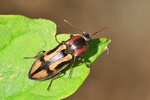 Kreuzschnellk&auml;fer (Selatosomus cruciatus)