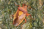 Stachelwanze - (Acanthosoma haemorrhoidale) - Herbstf&auml;rbung