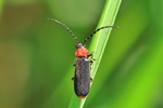 Ohne deutschen Namen (Silis ruficollis)