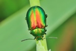 Ohne deutschen Namen (Chrysolina graminis)