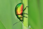 Ohne deutschen Namen (Chrysolina graminis)