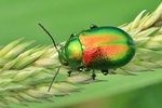 Ohne deutschen Namen (Chrysolina graminis)