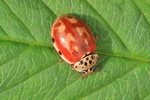 Vierpunktiger Marienk&auml;fer (Harmonia quadripunctata)