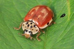 Vierpunktiger Marienk&auml;fer (Harmonia quadripunctata)