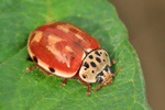 Vierpunktiger Marienk&auml;fer (Harmonia quadripunctata)