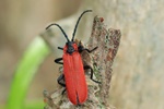 R&uuml;ssel-Rotdeckenk&auml;fer (Lygistopterus sanguineus)