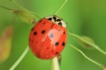 Asiatischer Marienk&auml;fer (Harmonia axyridis)