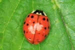 Asiatischer Marienk&auml;fer (Harmonia axyridis)