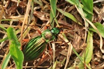 Goldlaufk&auml;fer (Carabus auratus)