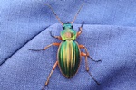 Goldlaufk&auml;fer (Carabus auratus)