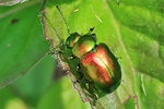 Ohne deutschen Namen (Chrysolina graminis)