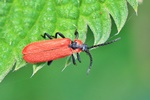 R&uuml;ssel-Rotdeckenk&auml;fer (Lygistopterus sanguineus)