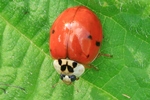 Asiatischer Marienk&auml;fer (Harmonia axyridis)