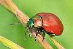Gegl&auml;tteter Fallk&auml;fer (Chrysomela polita)