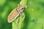 Ohne deutschen Namen (Lixus subtilis)
