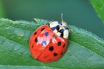 Asiatischer Marienk&auml;fer (Harmonia axyridis)