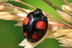 Asiatischer Marienk&auml;fer (Harmonia axyridis)