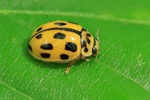 Vierzehnpunkt-Marienk&auml;fer (Propylea quatuordecimpunctata)