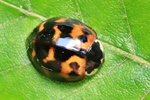 Asiatischer Marienk&auml;fer (Harmonia axyridis)