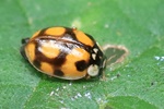 Zehnpunkt-Marienk&auml;fer (Adalia decempunctata)