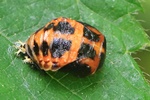 Asiatischer Marienk&auml;fer (Harmonia axyridis) - Puppe