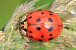 Asiatischer Marienk&auml;fer (Harmonia axyridis)
