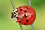 Asiatischer Marienk&auml;fer (Harmonia axyridis)