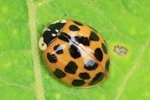 Asiatischer Marienk&auml;fer (Harmonia axyridis)