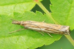  Ohne deutschen Namen (Crambus pratella)
