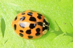 Asiatischer Marienk&auml;fer (Harmonia axyridis)