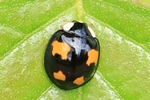 Asiatischer Marienk&auml;fer (Harmonia axyridis)