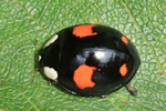 Asiatischer Marienk&auml;fer (Harmonia axyridis)